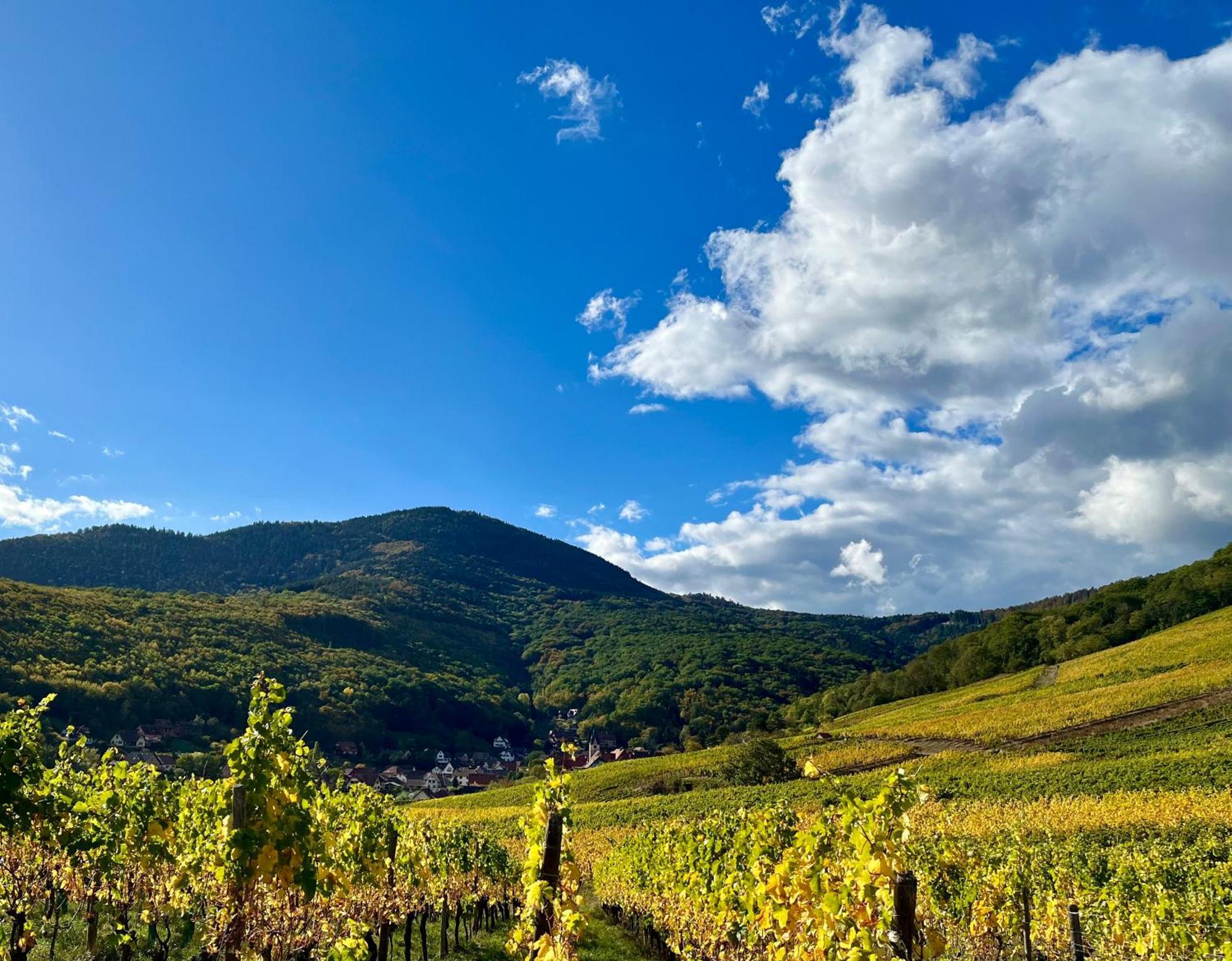 Chambre Du Vigneron - Domaine Leon Bleesz Reichsfeld エクステリア 写真
