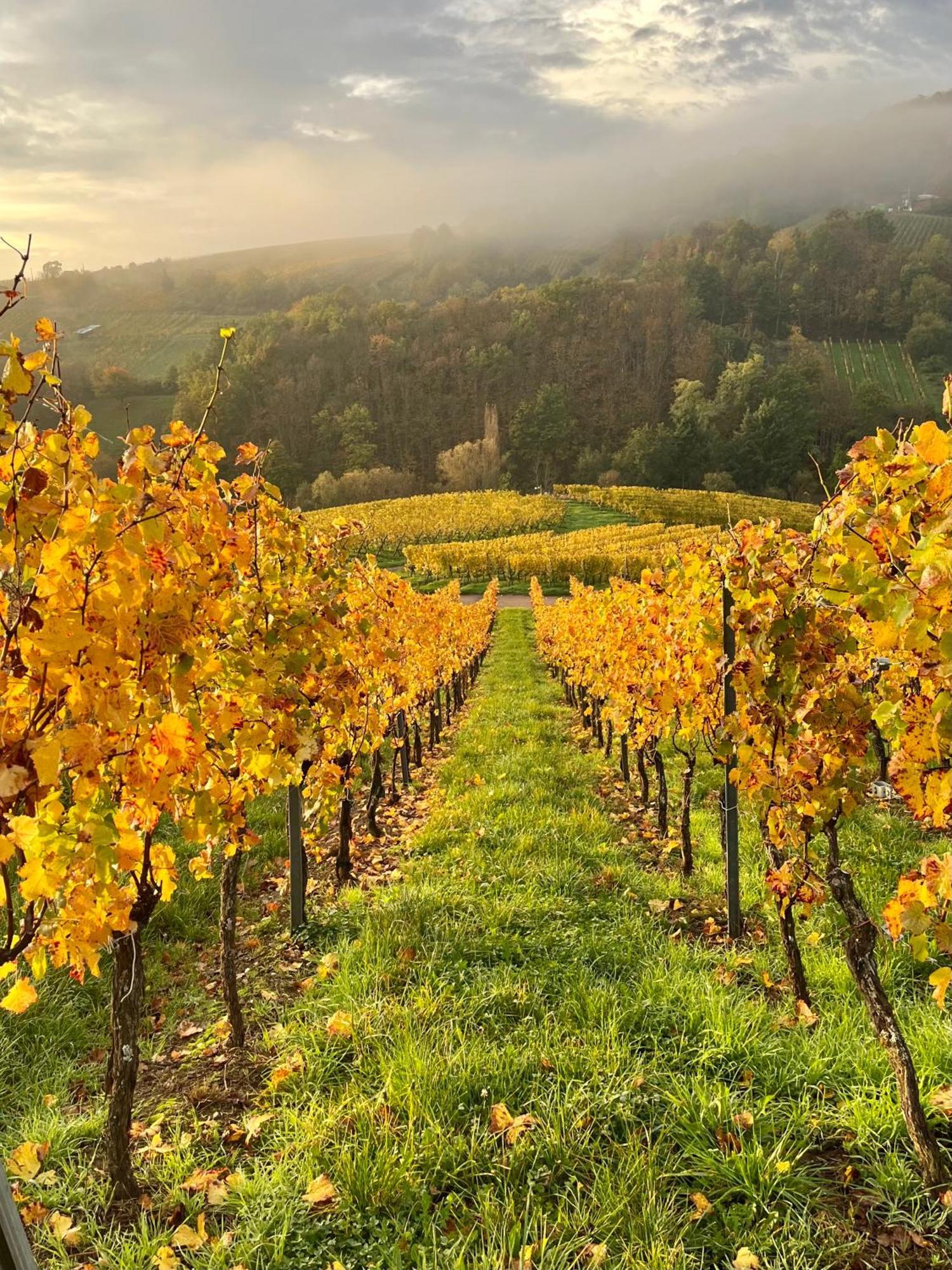 Chambre Du Vigneron - Domaine Leon Bleesz Reichsfeld エクステリア 写真